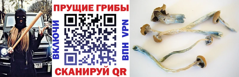 Псилоцибиновые грибы GOLDEN TEACHER  маркетплейс телеграм  Шиханы  цена  